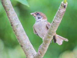 excellent Palm Feather Bird