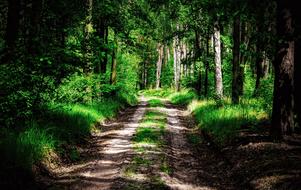 green Forest Way Path