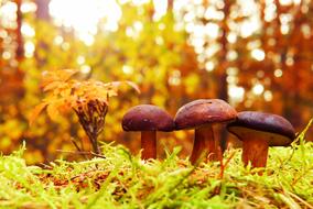Podgrzybki Mushrooms yellow forest