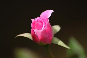 cute pink Rose Flower