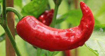 wet chili peppers in the garden