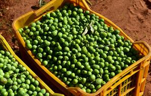 harvest of green olives in a yellow box