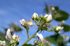 Blackberry blossoms at Sky