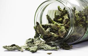 dried mint in a transparent grass jar on the white surface