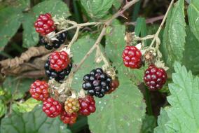Blackberries Forest