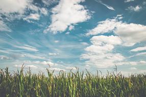 Field Corn Air white