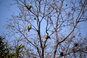 Tree Branch and yellow Birds