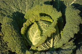 perfect Garden Winter Cabbage