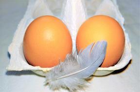 two Chicken Eggs on box