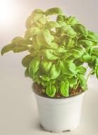 green basil is growing in a white pot