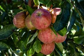 Colorful apples ripening on the green tree