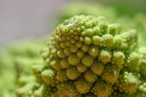 juicy Cabbage Torentjeskool Romanesco