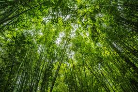 Bamboo Forest sun