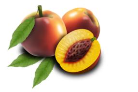 fruits fruit peaches drawing