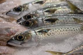 Fishes Market