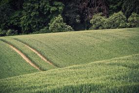 road in a green field on a hill