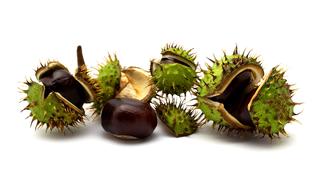 ripe Chestnuts with peel