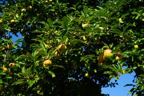 harvest of delicious yellow apples in the garden