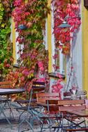 Colorful vines on the wall in an outdoor cafe in Bavaria