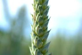 macro photo of a wheat ear on a field