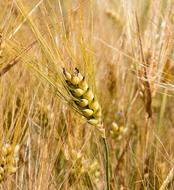 gold dry Cereals