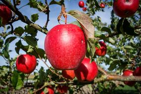 sweet red apples in the summer garden