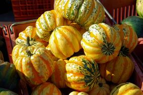 Farmers Market Striped, wisconsin