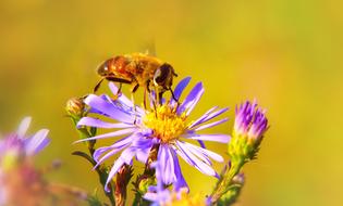 bee on a purple flower in summer on a blurred background