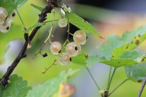 Beautiful and colorful currant berries on the plant, with green leaves