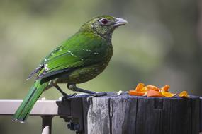 Animal Avian Bird green