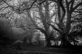 Mystic Trees Foggy black and white