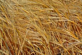 Cereals Barley dry