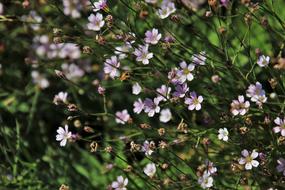 bush with small pink flowers in the garden