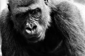 Black and white photo of the portrait of a cute, fluffy gorilla