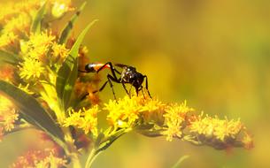 striped insect on yellow flower
