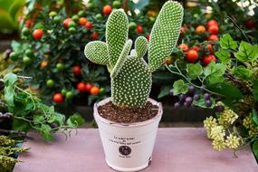 Flower Cactus pot