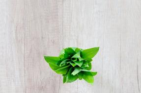 leaves of bear garlic on the table in the kitchen