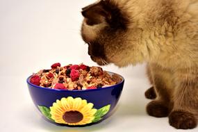 British Shorthair Cat looking at bowl with food