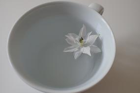 Cup Blossom