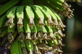 Banana Food Fruit green