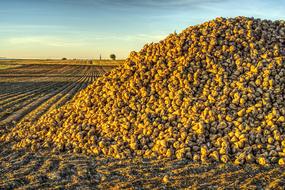 Sugar Beet Harvest