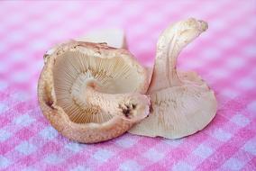 two mushrooms on a checkered tablecloth