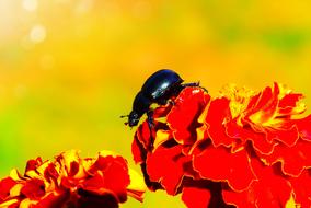 Forest Beetle black red flowers