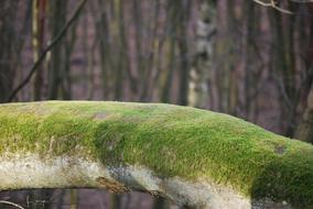 green moss on a tree trunk on a blurred background