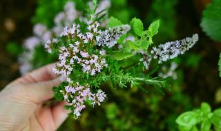 Culinary Herbs Flowers hand