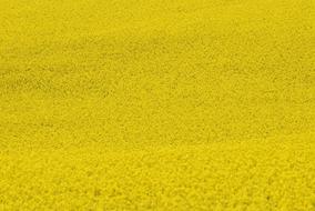 field in the countryside with yellow flowers