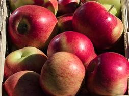 ripe garden apples in a box