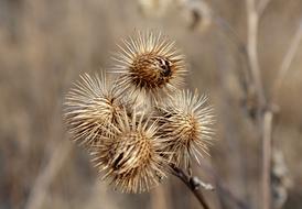 Dry seed head of Thistle close up