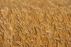 golden ripe wheat on the field in summer