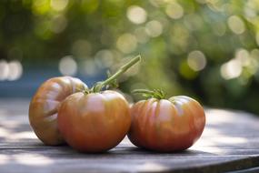 three tomatoes close-up on a blurred background